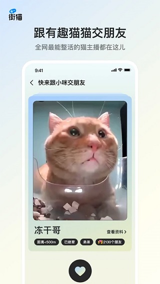 哈啰街猫最新版本